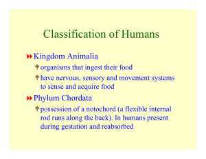 Classification of Humans