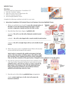 Epithelial Tissues Directions: Insert and install your Interactions