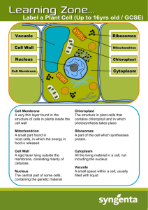 Label a Plant Cell (Up to 16yrs old / GCSE)