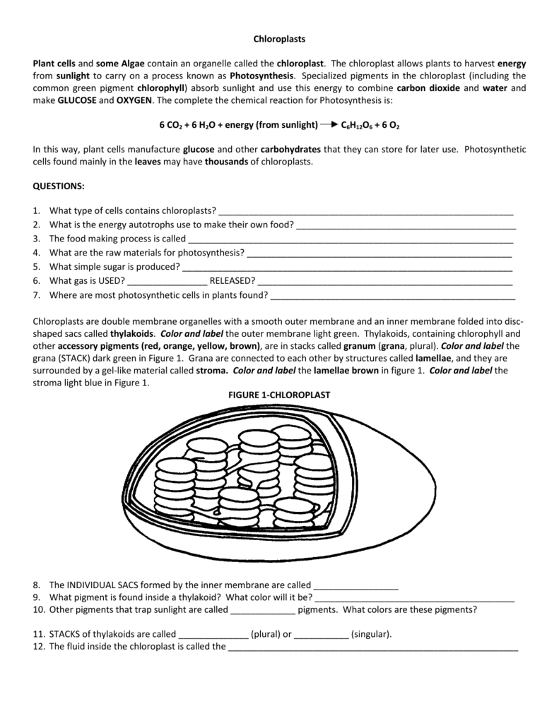 Chloroplast And Mitochondria Worksheet Colored Plant vrogue co