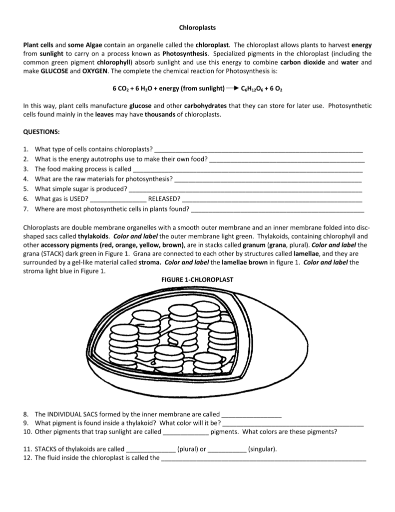 Chloroplast And Mitochondria Worksheet Answers Promotiontablecovers