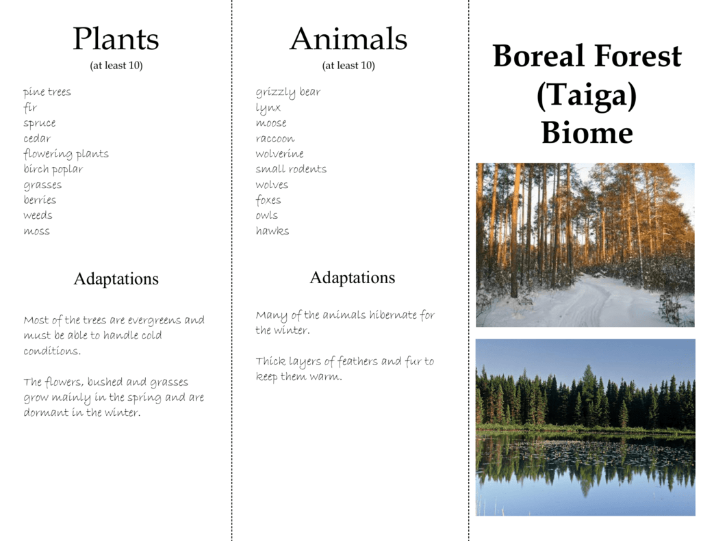 Boreal Forest (Taiga) Biome Plants Animals