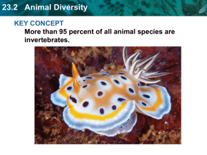 23.2 Animal Diversity