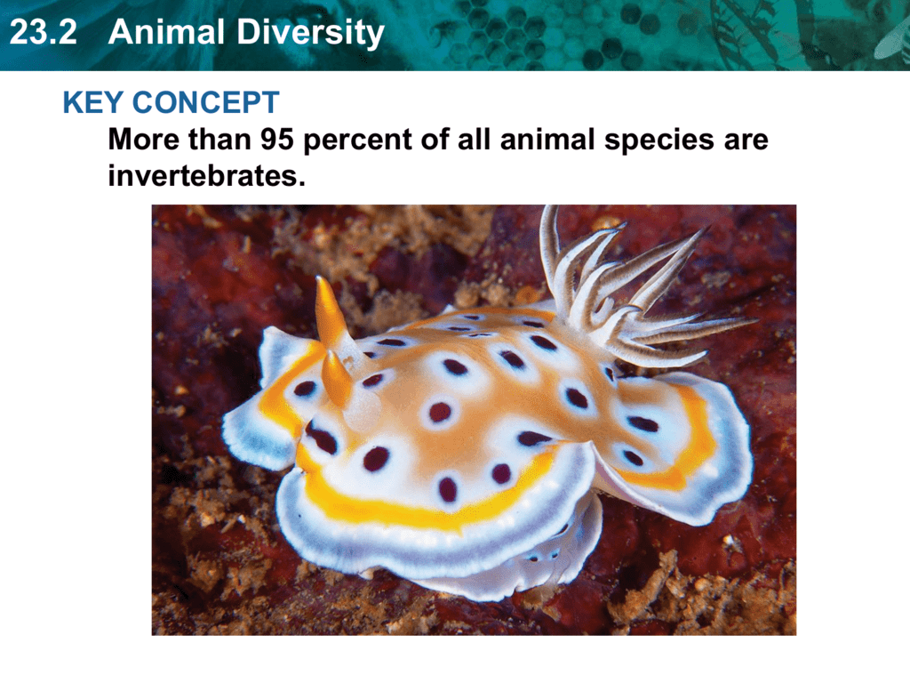  Animal Diversity