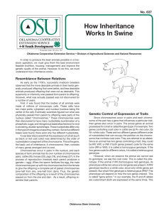 How Inheritance Works In Swine