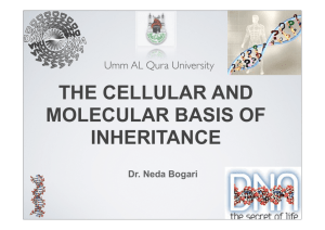 the cellular and molecular basis of inheritance