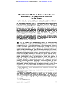 Identification of Cells in Primate Bone Marrow Resembling the