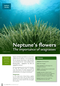 Neptune's flowers