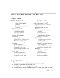 7 multicellular primary producers