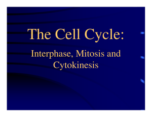 Interphase, Mitosis and Cytokinesis