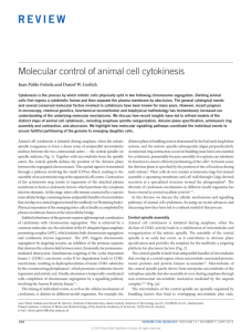 Molecular control of animal cell cytokinesis