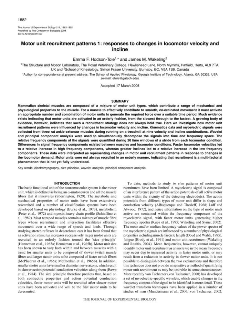 motor-unit-recruitment-patterns-1