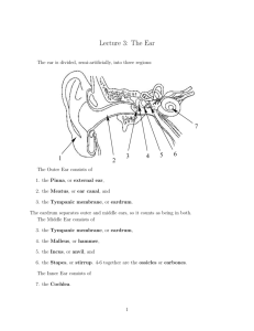 Lecture 3: The Ear