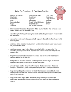 Fetal Pig Structure Function Practice
