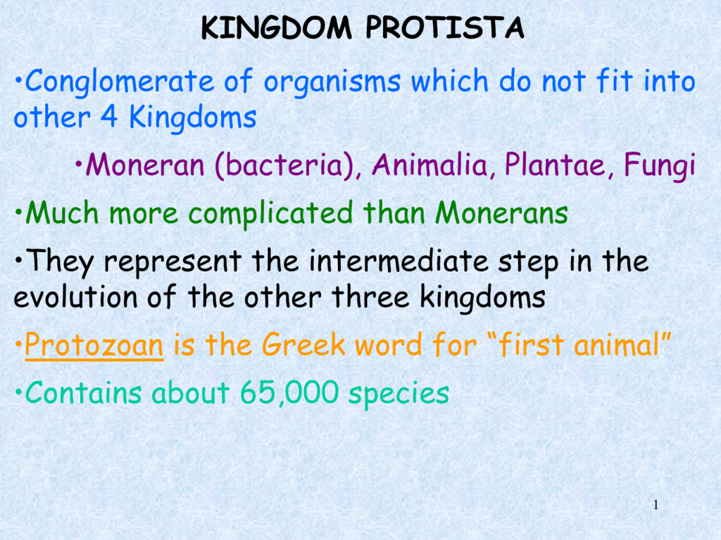 Animal-like protists