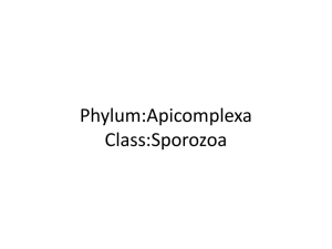 Phylum:Apicomplexa Class:Sporozoa