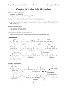 Chapter 24: Amino Acid Metabolism