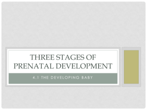 Three Stages of Prenatal Development