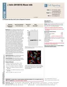 β-Actin (8H10D10) Mouse mAb - Cell Signaling Technology, Inc.