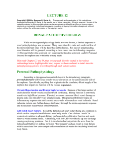 LECTURE 12 RENAL PATHOPHYSIOLOGY Prerenal