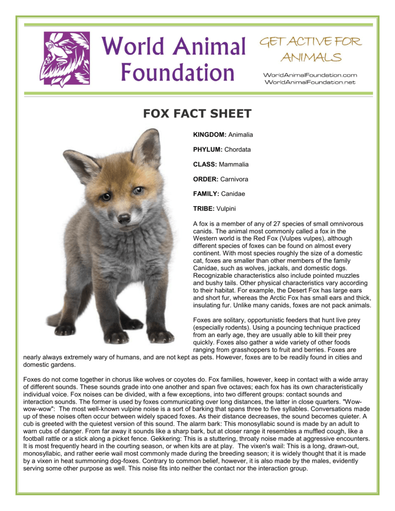 Animal funds. Facts about Fox. Fact file Fox. Animal fact file. Fox fact Sheet.