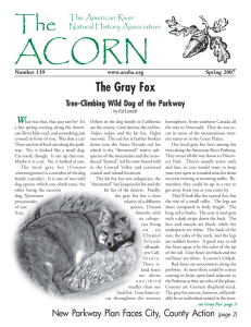 The Gray Fox - American River Natural History Association