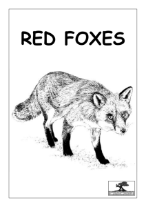 Key Stage 2 - Red Foxes
