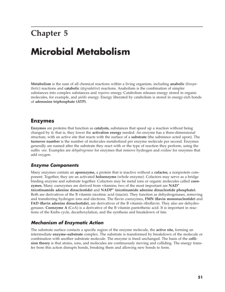 write an essay on metabolic diversity of microbes