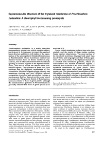 Supramolecular structure of the thylakoid membrane of