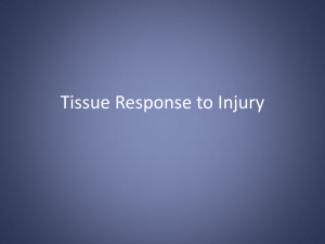 Tissue Response to Injury - ProvidencePanthersSportsMedicine