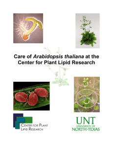 Care of Arabidopsis thaliana at the Center for Plant Lipid Research