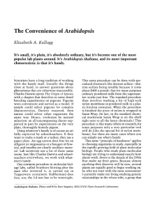 The Convenience of Arabidopsis - Arnoldia