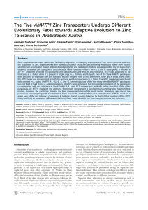 Tolerance in Arabidopsis halleri