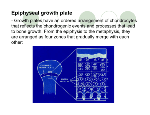 Growth plates have an ordered arrangement