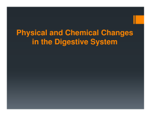 Physical and Chemical Changes in the Digestive System