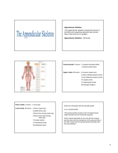 Appendicular Skeleton •The appendicular skeleton includes the