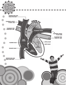 How Your Heart Works Handout