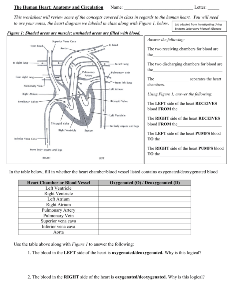heart-anatomy-worksheet-answers