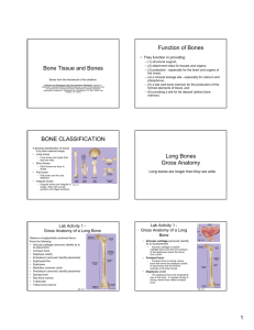Function of Bones Bone Tissue and Bones