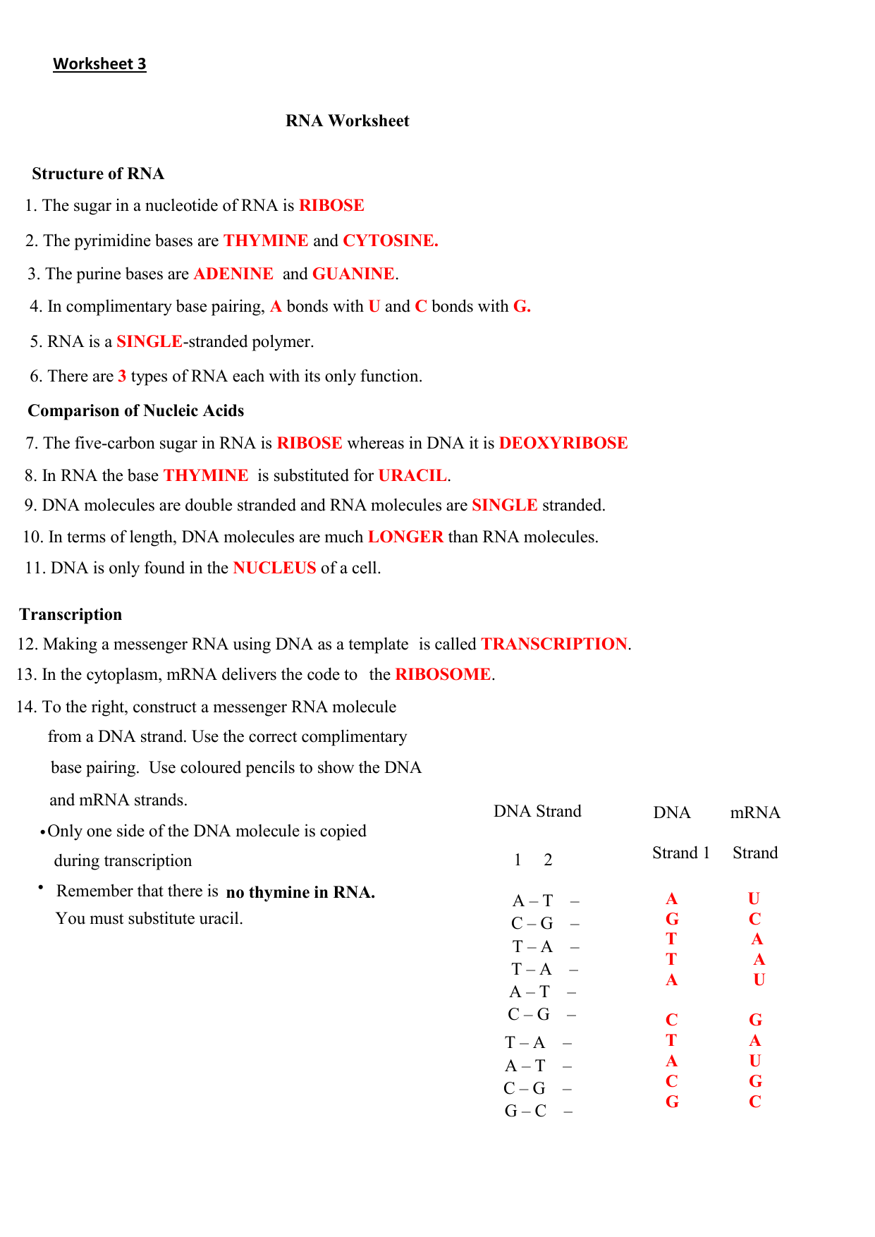 Dna And Rna Worksheet Answers Word Worksheet