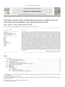 Invertebrate muscles: Thin and thick filament