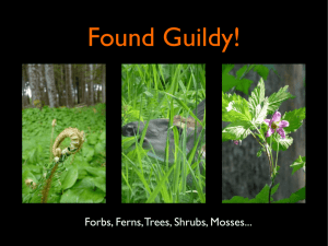 Forbs, Ferns, Trees, Shrubs, Mosses