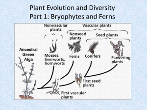 Bryophytes and Ferns