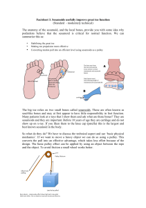 What are sesamoids? - Consulting Foot Pain