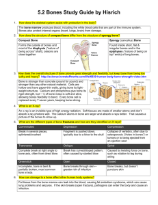 5.2 Bones Study Guide by Hisrich