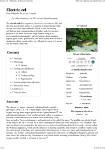 Electric eel - Wikipedia, the free encyclopedia