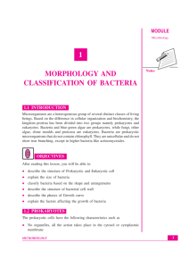 1 MORPHOLOGY AND CLASSIFICATION OF BACTERIA
