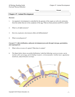 studylib.net - Essys, homework help, flashcards, research papers, book