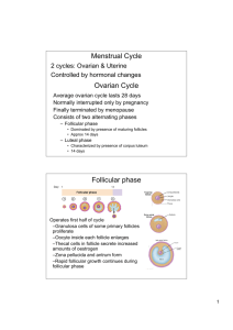 Menstrual Cycle Ovarian Cycle Follicular phase