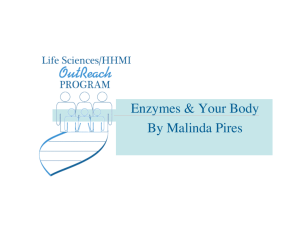 Enzymes & Your Body By Malinda Pires